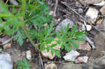 Nuttall's prairie parsley